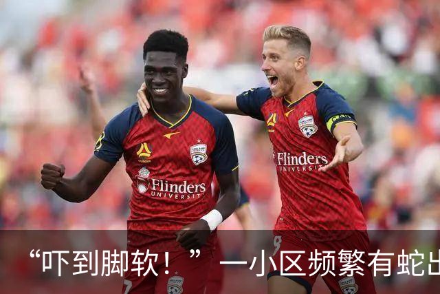 “吓到脚软！”一小区频繁有蛇出没，还有眼镜蛇；专家：居住区垃圾为蛇类间接提供食物